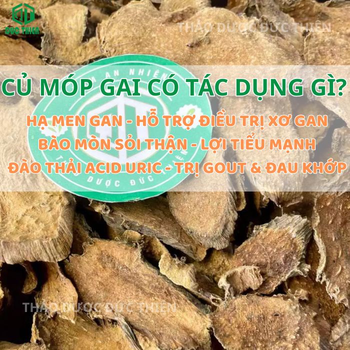 củ móp gai có tác dụng gì