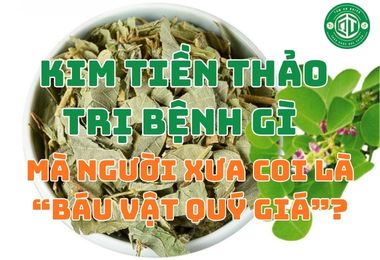 Kim Tiền Thảo Trị Bệnh Gì Mà Người Xưa Coi Là “Báu Vật Quý Giá”?