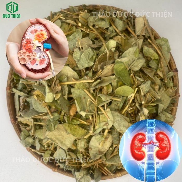 kim tiền thảo trị bệnh gì