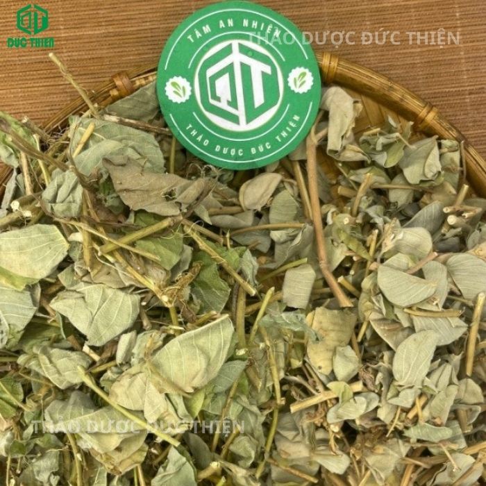 kim tiền thảo trị bệnh gì