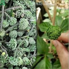 So sánh nụ hoa tam thất bao tử và hoa tam thất đã nở giúp phân biệt chất lượng dược liệu