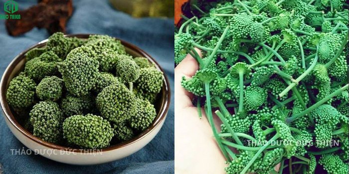 So sánh nụ hoa tam thất bao tử và hoa tam thất đã nở.