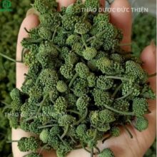 Mẹt nụ hoa tam thất bao tử phơi khô tự nhiên thơm mùi sâm đặc trưng của Thảo Dược Đức Thiện