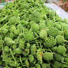 Kiểm tra chất lượng nụ hoa tam thất khô bằng cách bóp nhẹ thấy độ cứng và khô giòn tan