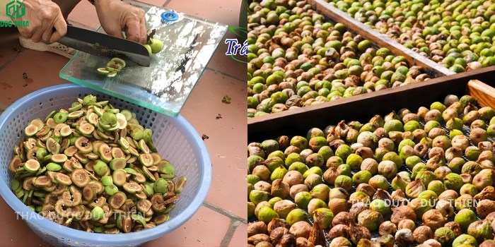 Mẹt sung nếp tươi thái lát phơi khô tự nhiên dưới nắng to giữ trọn dược tính chữa bệnh