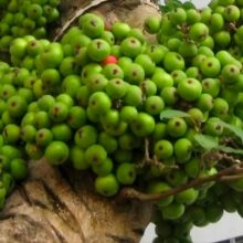 cây sung khô ngoài tự nhiên xanh tươi.