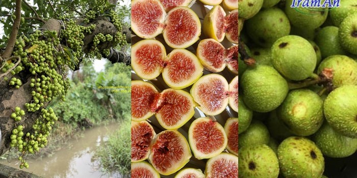 Hình ảnh quả sung tươi bổ đôi và sung khô thái lát so sánh chất lượng dược liệu chuẩn