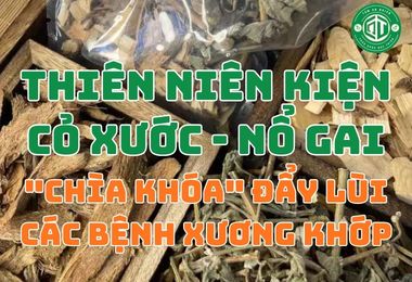 Thiên Niên Kiện Cỏ Xước Nổ Gai: “Chìa Khóa” Đẩy Lùi Các Bệnh Xương Khớp
