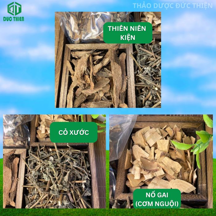 thiên niên kiện cỏ xước nổ gai