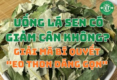 Uống Lá Sen Có Giảm Cân Không? Giải Mã Bí Quyết “Eo Thon Dáng Gọn”