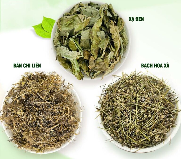 Bài thuốc bán chi liên, bạch hoa xà, xạ đen giúp nâng cao đề kháng và giảm nhẹ tác dụng phụ cho người bệnh.