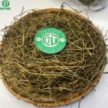 Tác dụng của bán chi liên trong việc hỗ trợ điều trị xơ gan cổ trướng và tiêu giảm dịch ổ bụng