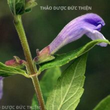 Hình ảnh cây bán chi liên tươi ngoài tự nhiên với đặc điểm hoa mọc về một phía như nửa bông sen