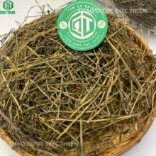 Hướng dẫn liều dùng bán chi liên sắc nước uống hàng ngày an toàn cho bệnh nhân u nang u xơ