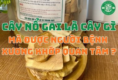 Cây Nổ Gai Là Cây Gì Mà Được Nhiều Người Bệnh Xương Khớp Quan Tâm?