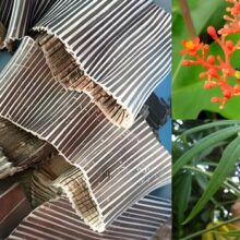 Cận cảnh vỏ cây đỗ trọng bắc bẻ đôi thấy nhiều sợi nhựa tơ trắng dai chứng tỏ dược tính cao