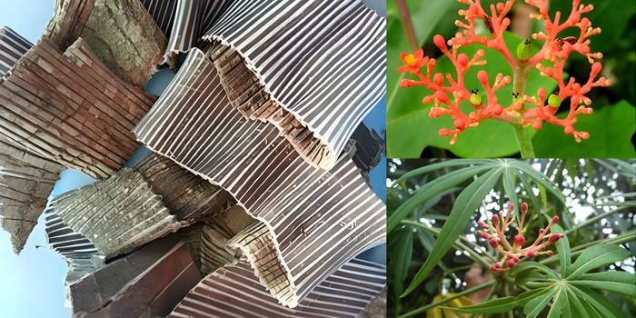 Cận cảnh vỏ cây đỗ trọng bắc bẻ đôi thấy nhiều sợi nhựa tơ trắng dai chứng tỏ dược tính cao