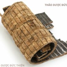 Hướng dẫn cách ngâm rượu đỗ trọng giúp giảm đau lưng mỏi gối và trị thoái hóa xương khớp