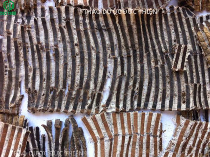 Vị thuốc đỗ trọng phiến dày mặt trong màu nâu đen bóng đã qua công đoạn sao muối hạ thổ