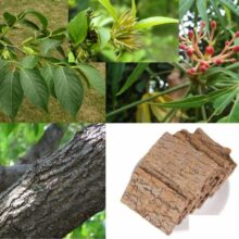 Mua Vỏ Cây Đỗ Trọng Bắc Chuẩn Rừng (Nhiều Tơ Nhựa) - Đức Thiện