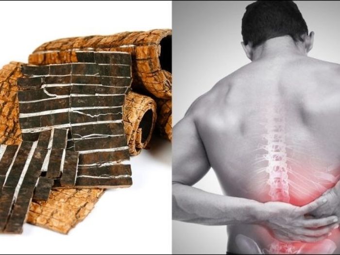 Tác dụng của đỗ trọng trong việc hỗ trợ an thai và giảm đau thắt lưng cho phụ nữ mang thai