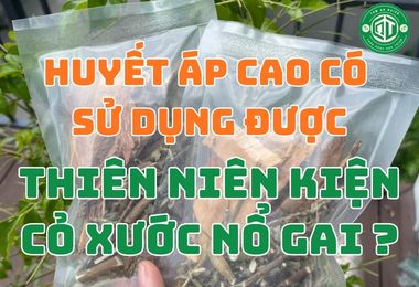 Huyết Áp Cao Có Sử Dụng Được Thiên Niên Kiện Cỏ Xước Nổ Gai Không?