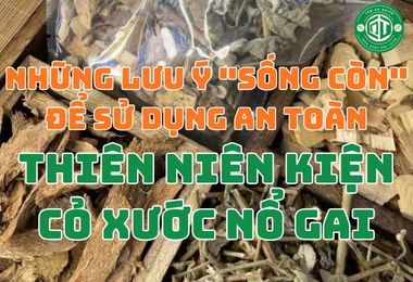 Những Lưu Ý “Sống Còn” Để Sử Dụng Thiên Niên Kiện Cỏ Xước Nổ Gai An Toàn