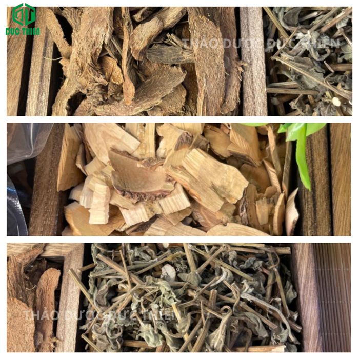 thiên niên kiên cỏ xước nổ gai