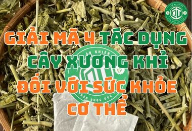 Giải Mã 4 Tác Dụng Cây Xương Khỉ Đối Với Sức Khỏe Cơ Thể