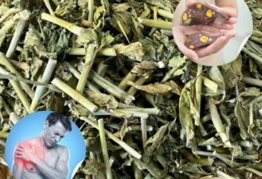 Cách Dùng Cây Xương Khỉ Đúng Cách: Hướng Dẫn Pha Trà, Nấu Nước Và Những Lưu Ý An Toàn