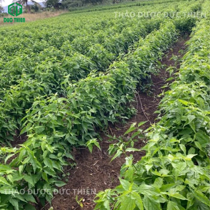 tác dụng cây xương khỉ