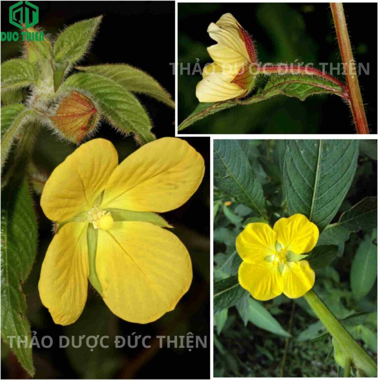 tác dụng phụ của cây rau mương