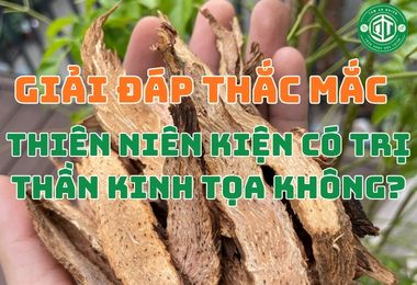 Giải Đáp Thắc Mắc Thiên Niên Kiện Có Trị Thần Kinh Tọa Không?