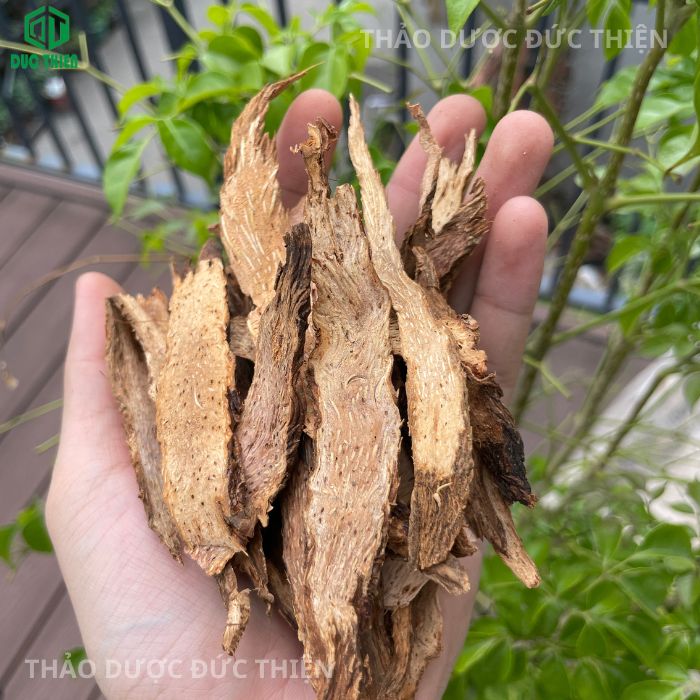 Thiên niên kiện có trị thần kinh tọa không