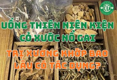 Uống Thiên Niên Kiện Cỏ Xước Nổ Gai Trị Xương Khớp Bao Lâu Có Tác Dụng?