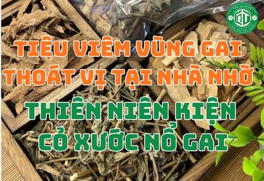 Tiêu Viêm Vùng Gai, Thoát Vị Tại Nhà Nhờ Thiên Niên Kiện Cỏ Xước Nổ Gai