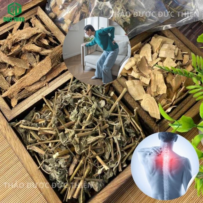 Thiên niên kiện cỏ xước nổ gai