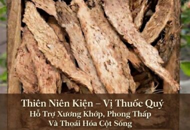 Thiên Niên Kiện – Vị Thuốc Quý Hỗ Trợ Xương Khớp, Phong Thấp Và Thoái Hóa Cột Sống