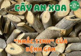 Cây An Xoa Có Tác Dụng Gì? Bí Quyết Chăm Sóc Sức Khỏe Từ Thảo Dược Thiên Nhiên