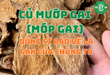 Cây Mướp Gai (Củ Móp Gai): “Dũng Sĩ” Bảo Vệ Lá Gan Từ Thiên Nhiên