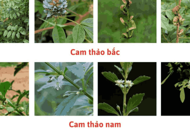 Hướng Dẫn Phân Biệt Cam Thảo Bắc Và Cam Thảo Nam Chi Tiết Nhất