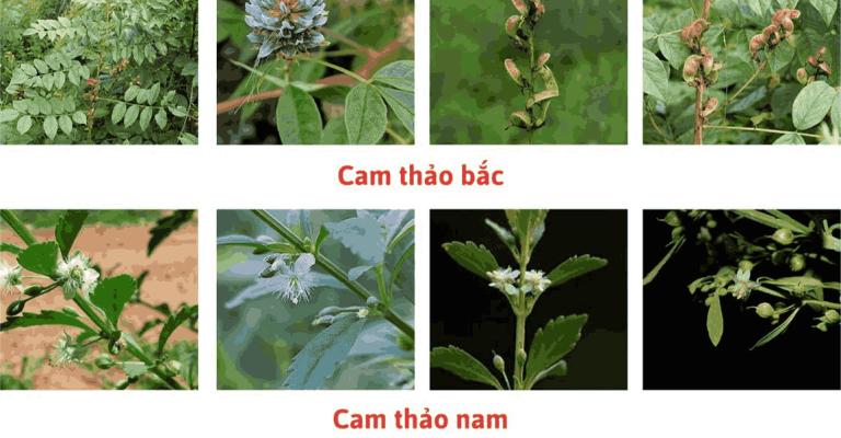 Phân biệt cam thảo bắc và cam thảo nam